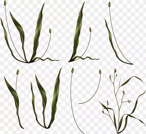 草本植物茎广告剪贴画