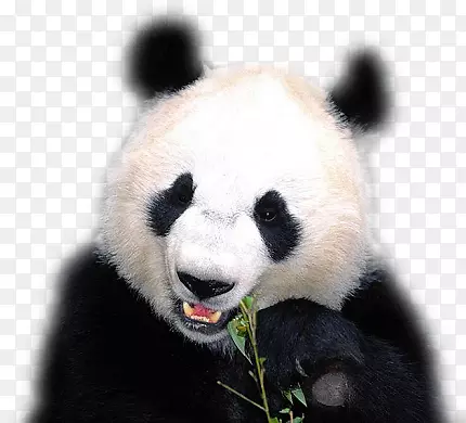 大熊猫承担红熊猫的动物-熊