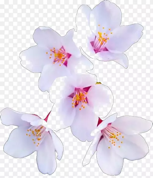 盛开的粉色樱花特写