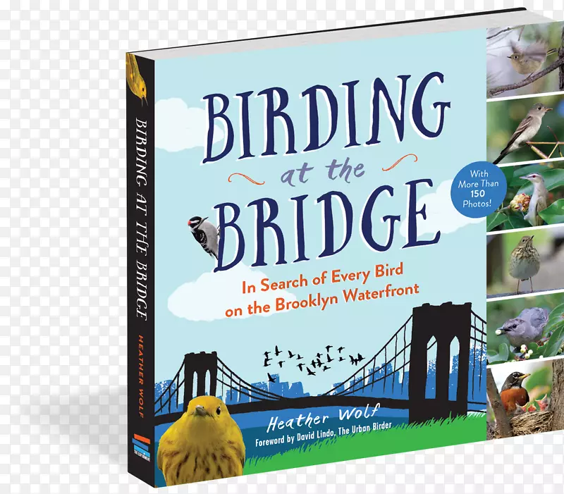 桥边观鸟：寻找布鲁克林滨水区的每一只鸟，观看伟大的佛罗里达观鸟道，如何成为一只城市鸟？