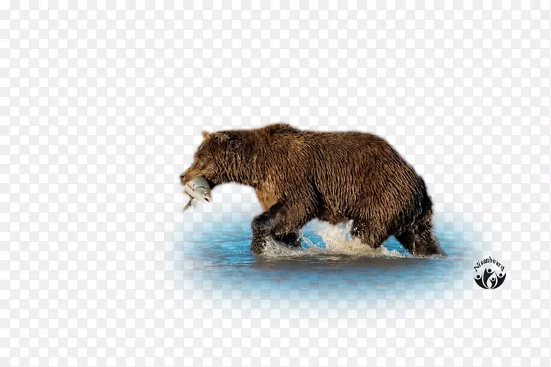 灰熊棕熊陆地动物野生动物熊
