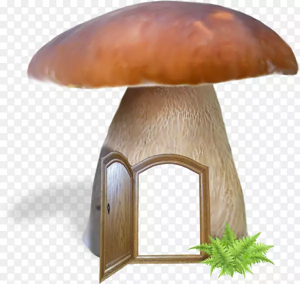 食用菌-普通蘑菇-蘑菇
