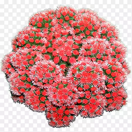 红色仙人掌科植物菊花