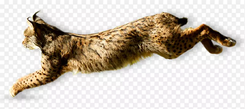 胡须野猫伊比利亚山猫伊比利亚半岛猫