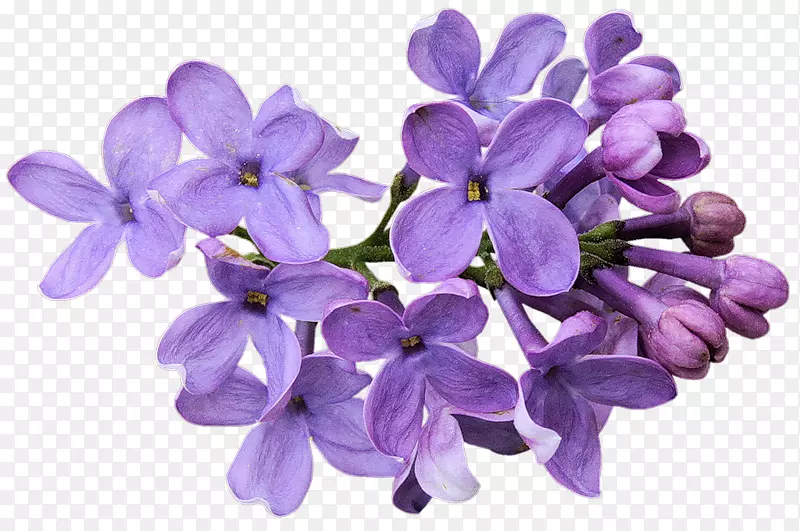 切花薰衣草桌面壁纸紫色花