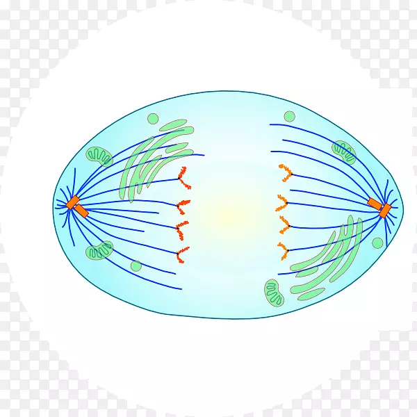 纺锤体装置细胞分裂细胞周期有丝分裂