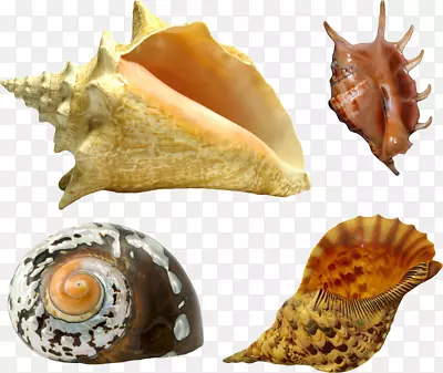 贝壳牡蛎软体动物壳腹足类贝壳