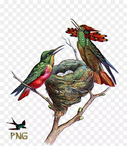 红喉蜂鸟鸟巢夹艺术