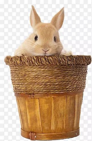 家兔复活节兔子