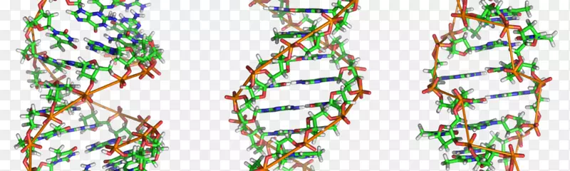 Z-dna核酸双螺旋基因组a-dna