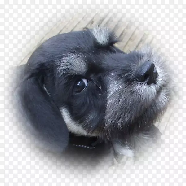 小型雪纳瑞标准雪纳瑞面食犬品种-小狗