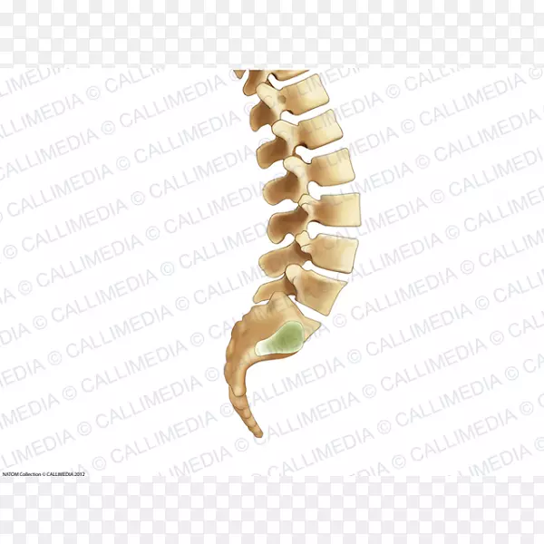 脊柱、骨轴、人体解剖、人体骨骼