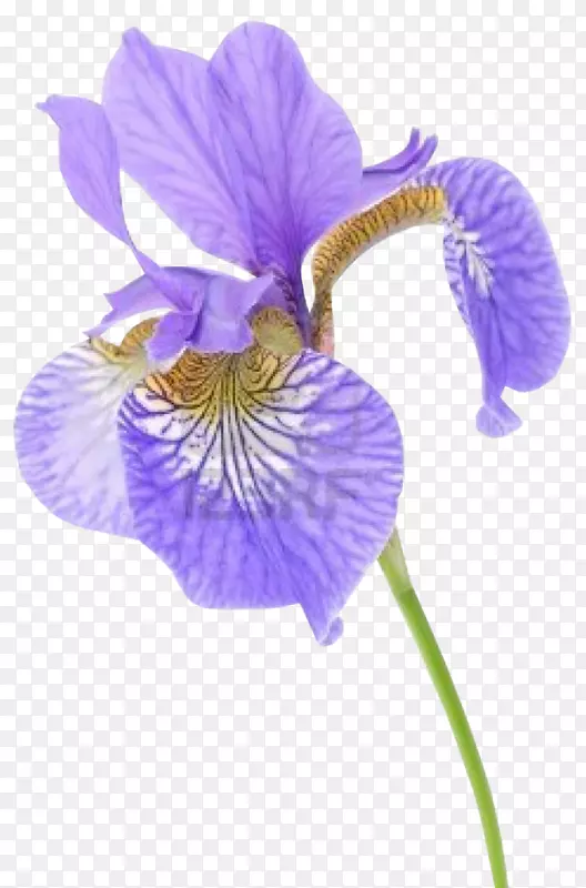 百里香花数据集，摄影，西伯利亚虹膜-花