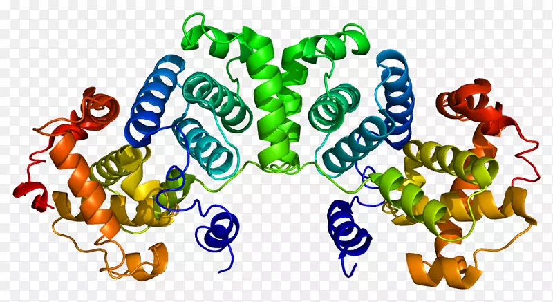 细胞周期蛋白b1依赖性激酶1有丝分裂