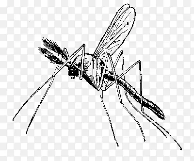 非洲疟疾蚊子病-非洲