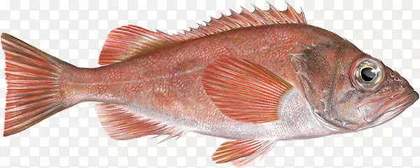 北红鱼产品月季鱼