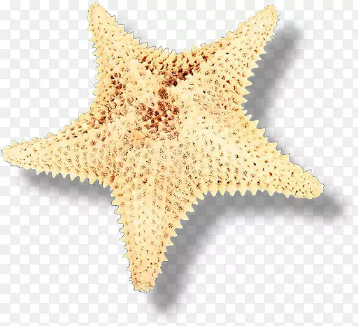海星海胆棘皮动物剪贴画-海星