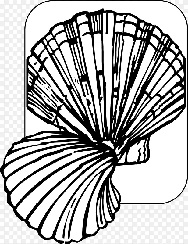摄影贝壳线艺术剪贴画-贝壳