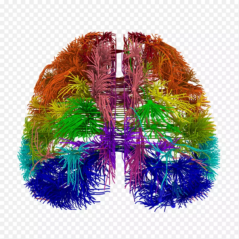 蓝脑计划接线图连接体神经元