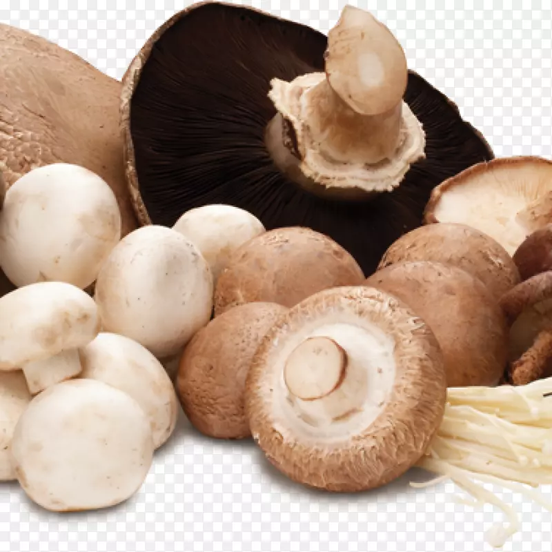 普通蘑菇食用菌食品蔬菜蘑菇