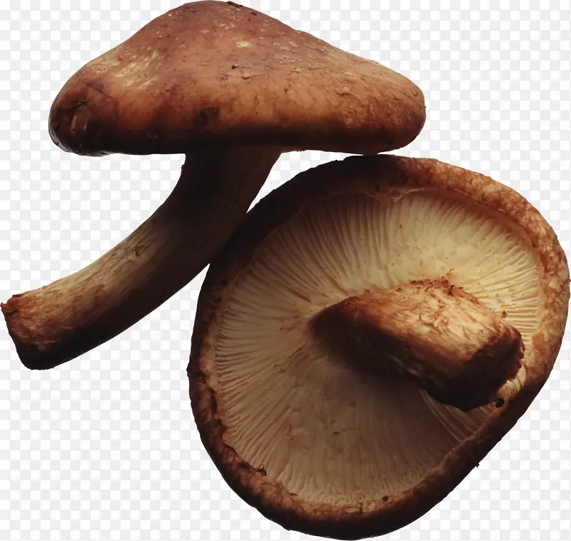 香菇素食料理食用菌蘑菇