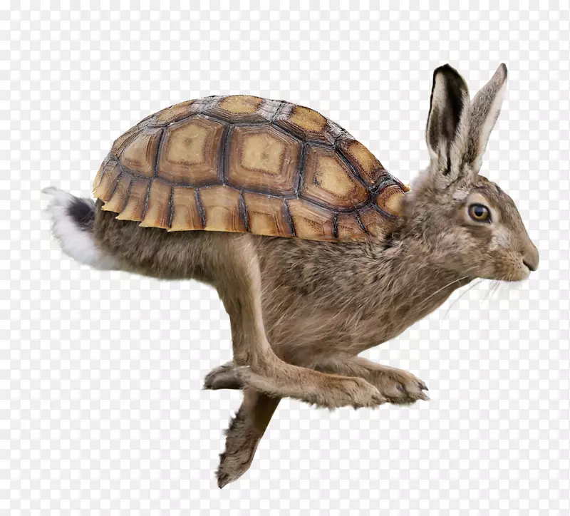 国内兔三角龙-松鸡角-乌龟