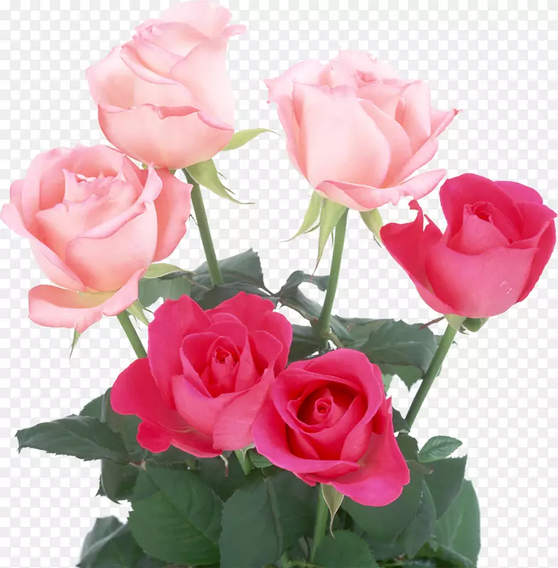 浅玫瑰粉红色花朵颜色-粉红色玫瑰
