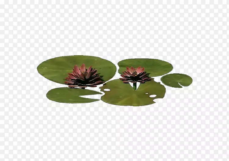 Nelumbo nucifera植物计算机软件花盆进化的大画廊-植物