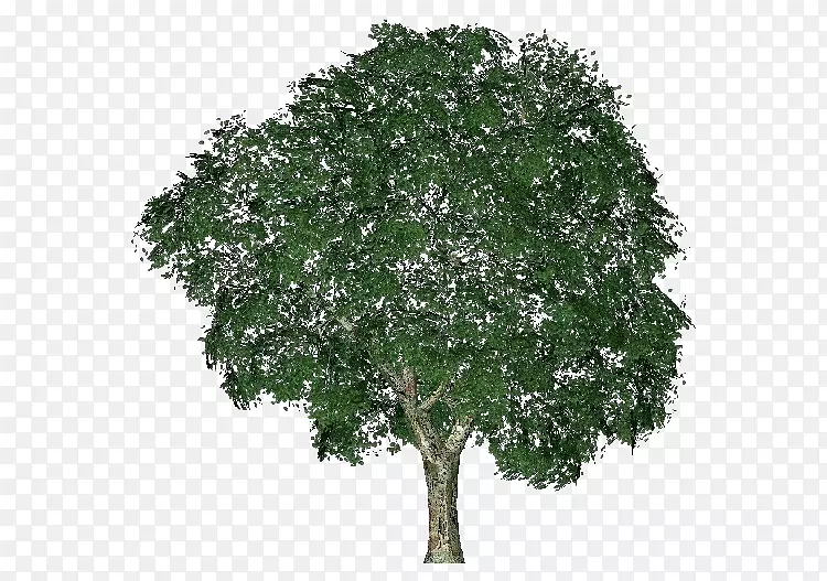 榆树小树计算机软件工程灌木树