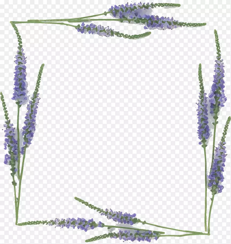 薰衣草数码图像花