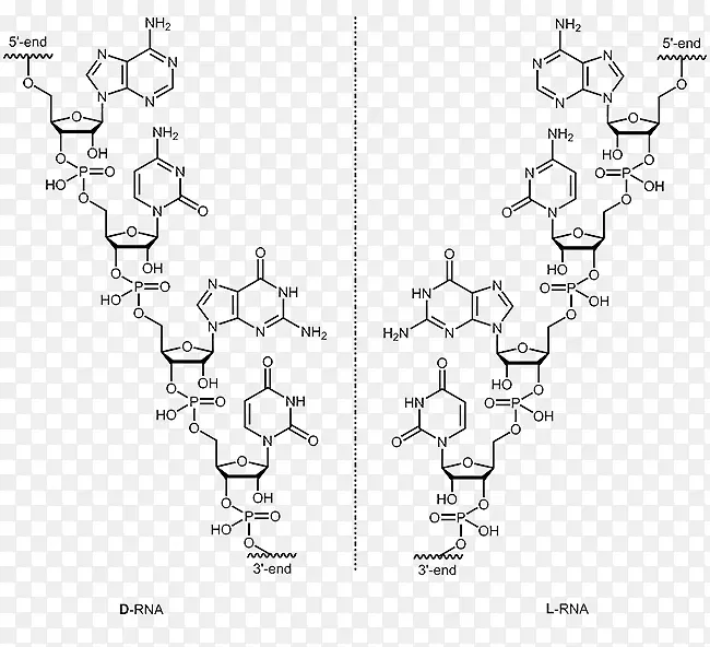 寡核苷酸DNA和RNA核酸