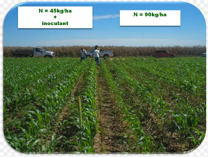 土壤经济作物固氮自然环境农业