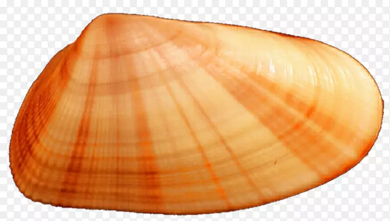 凤尾蛤