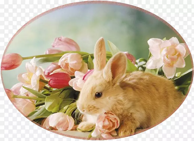 复活节兔子野兔小山丘花兔