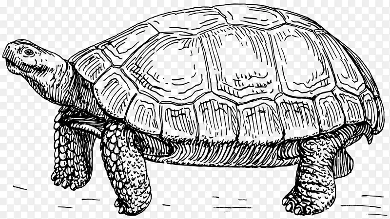 海龟线艺术画夹艺术-海龟