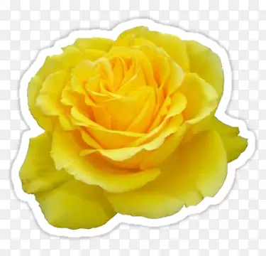 玫瑰园艺黄花桌面壁纸-玫瑰