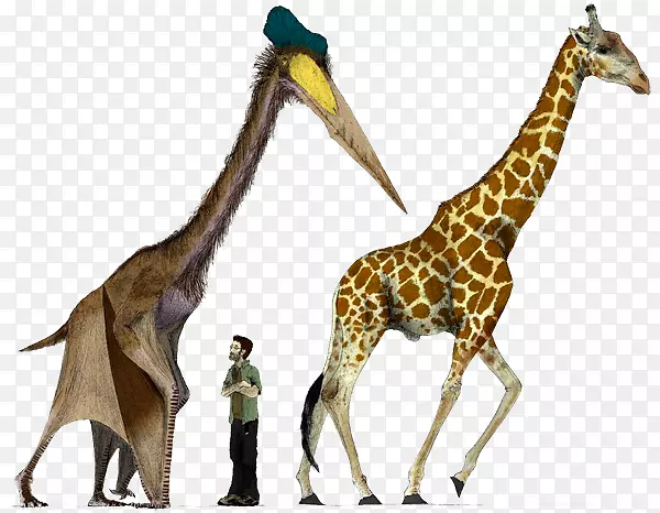翼龙恐龙体型恐龙