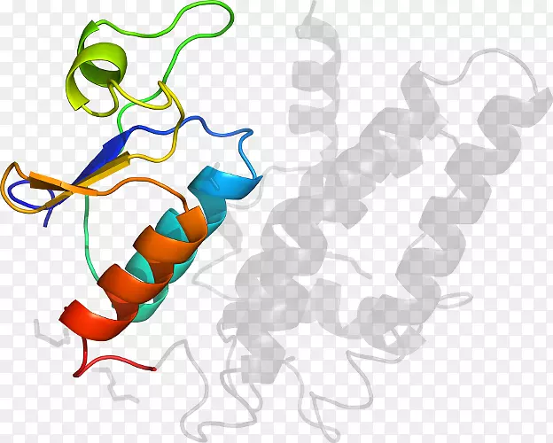 线点生物剪贴画线