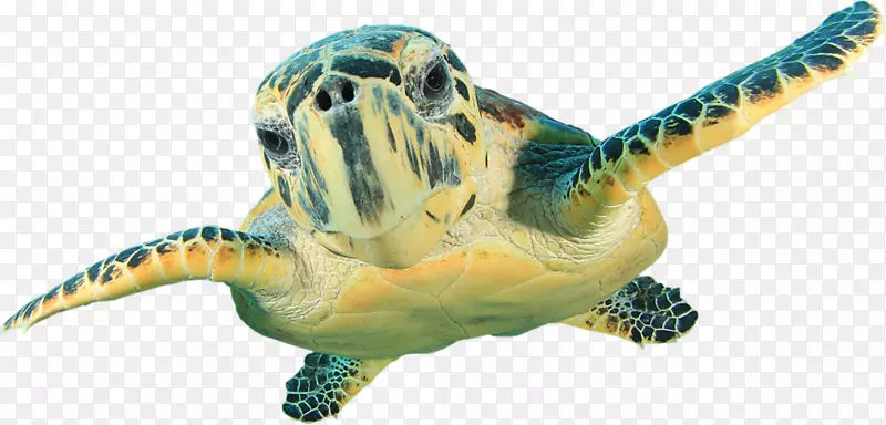鹰嘴海龟墙贴绿色海龟-海龟