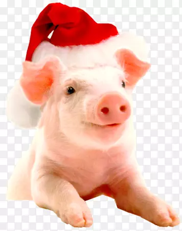 越南大腹便便的圣诞猪和猪场新年