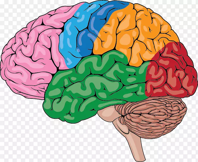 人脑智人人体骨架-脑