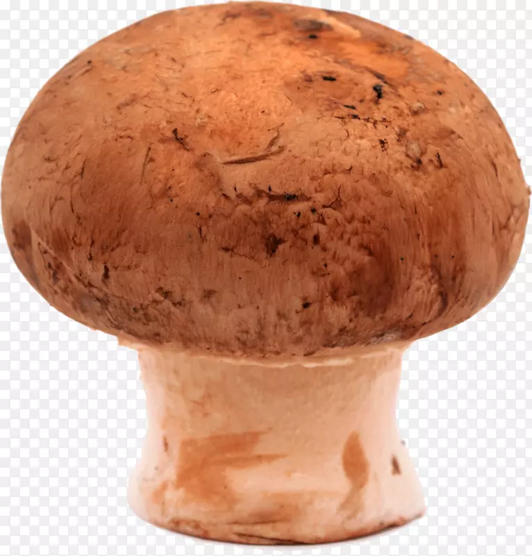 食用菌普通蘑菇木耳科摄影.蘑菇