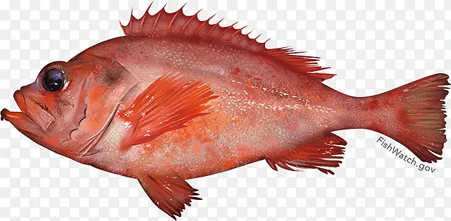 阿卡迪亚红鱼玫瑰鱼新英格兰-鱼
