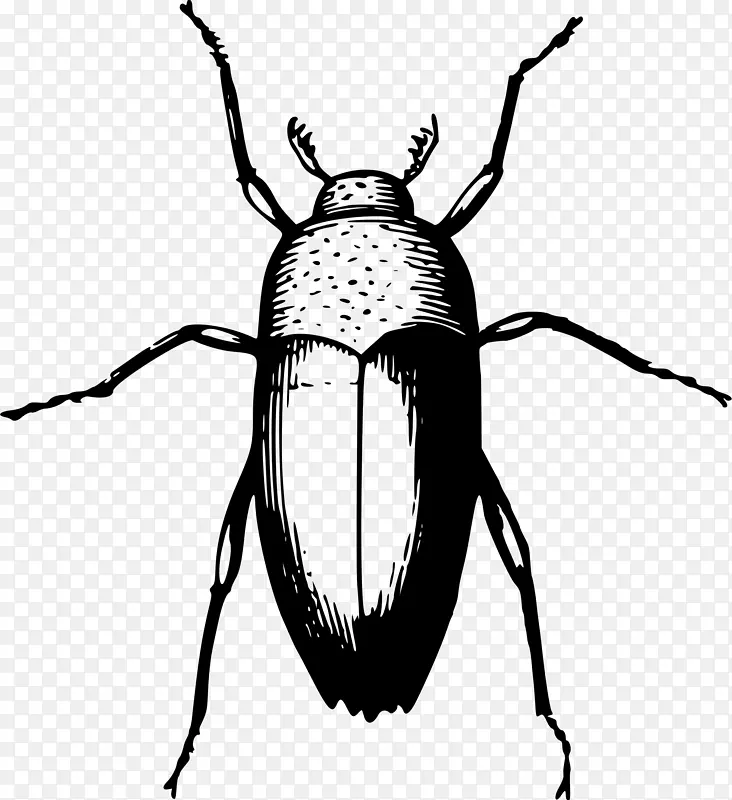 甲虫动物剪贴画-甲虫