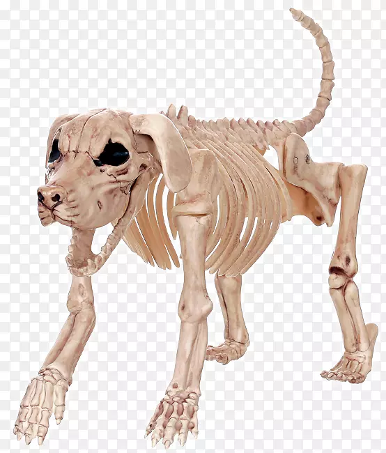 猎犬骨骼