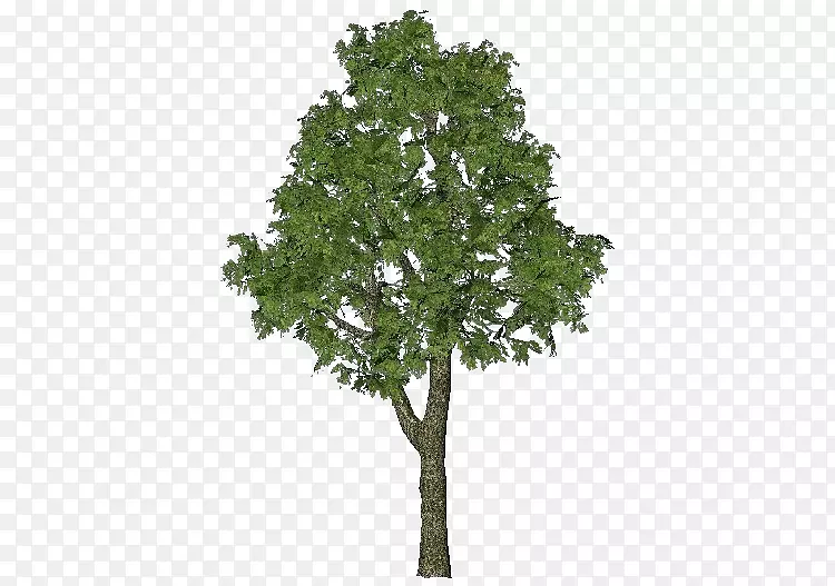 尼康D80树