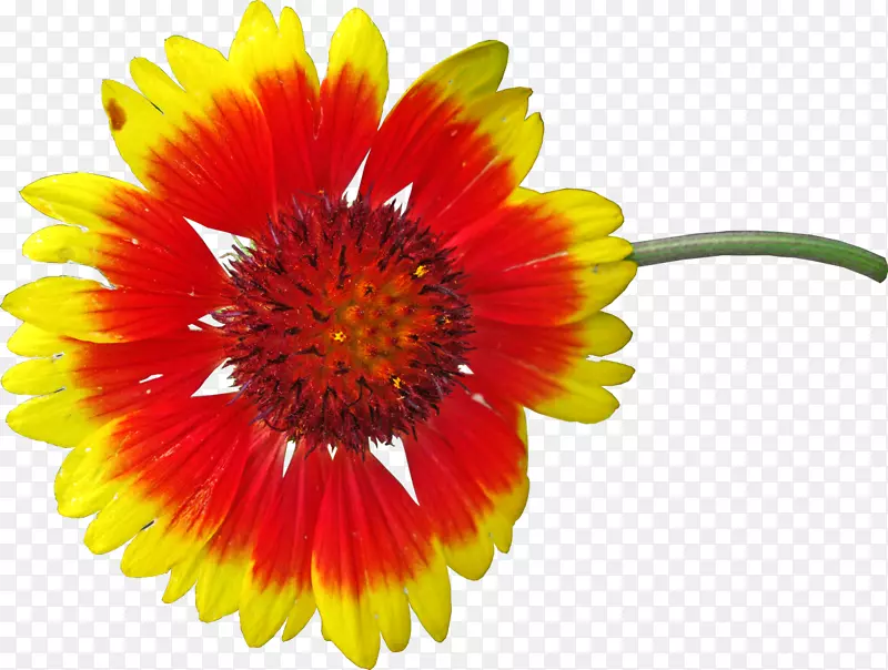 特兰士瓦雏菊免费毛毯花摄影.彩色花