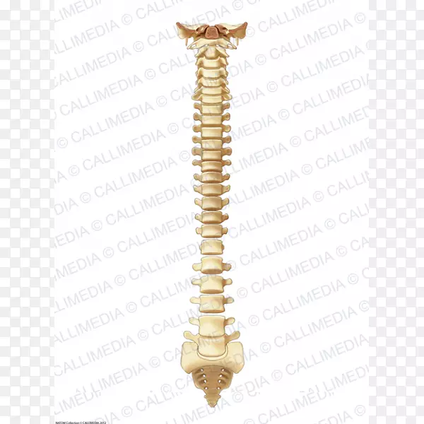 脊椎动物脊柱骨解剖