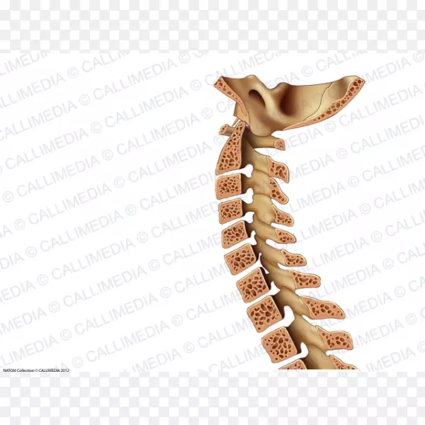 脊柱轴骨颈