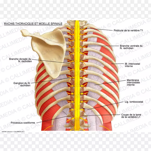 肋间神经、脊柱、脊髓、胸椎